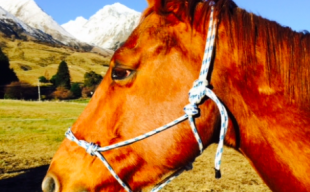 Halter Fundraising