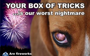 fireworks poster dog