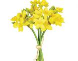 CaptureDaffodil