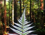 Native plant nursery