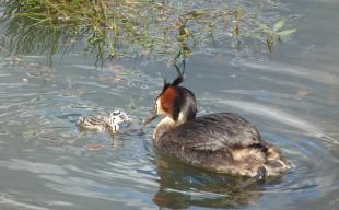 Grebes 28.12.17 1010279