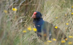 Burwood Credit Alice.goes 9