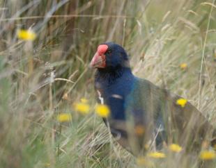 Burwood Credit Alice.goes 9