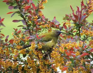 bellbird in barberry 0041 copy