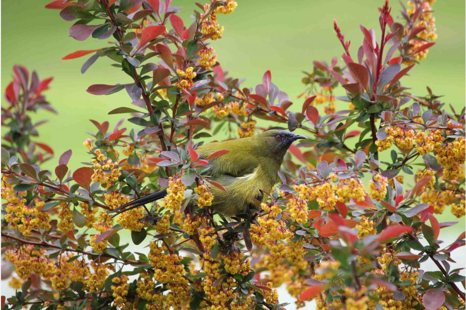 bellbird in barberry 0041 copy