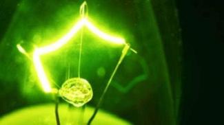 bulb