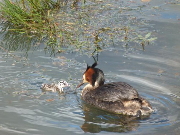 Grebes 28.12.17 1010279
