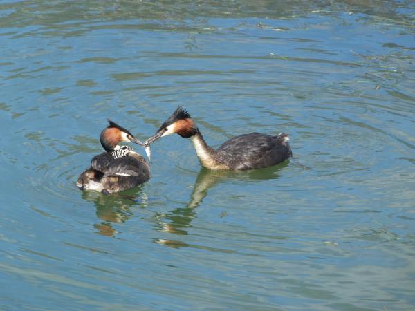 Grebes 28.12.17 1010297