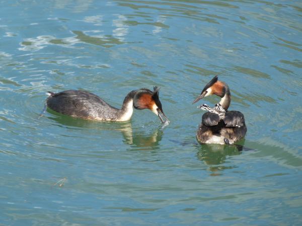 Grebes 28.12.17 1010302