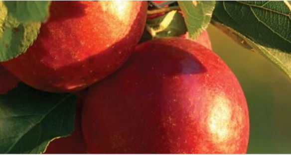 apples