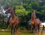 Horses