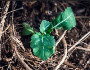 Capturebrocoli